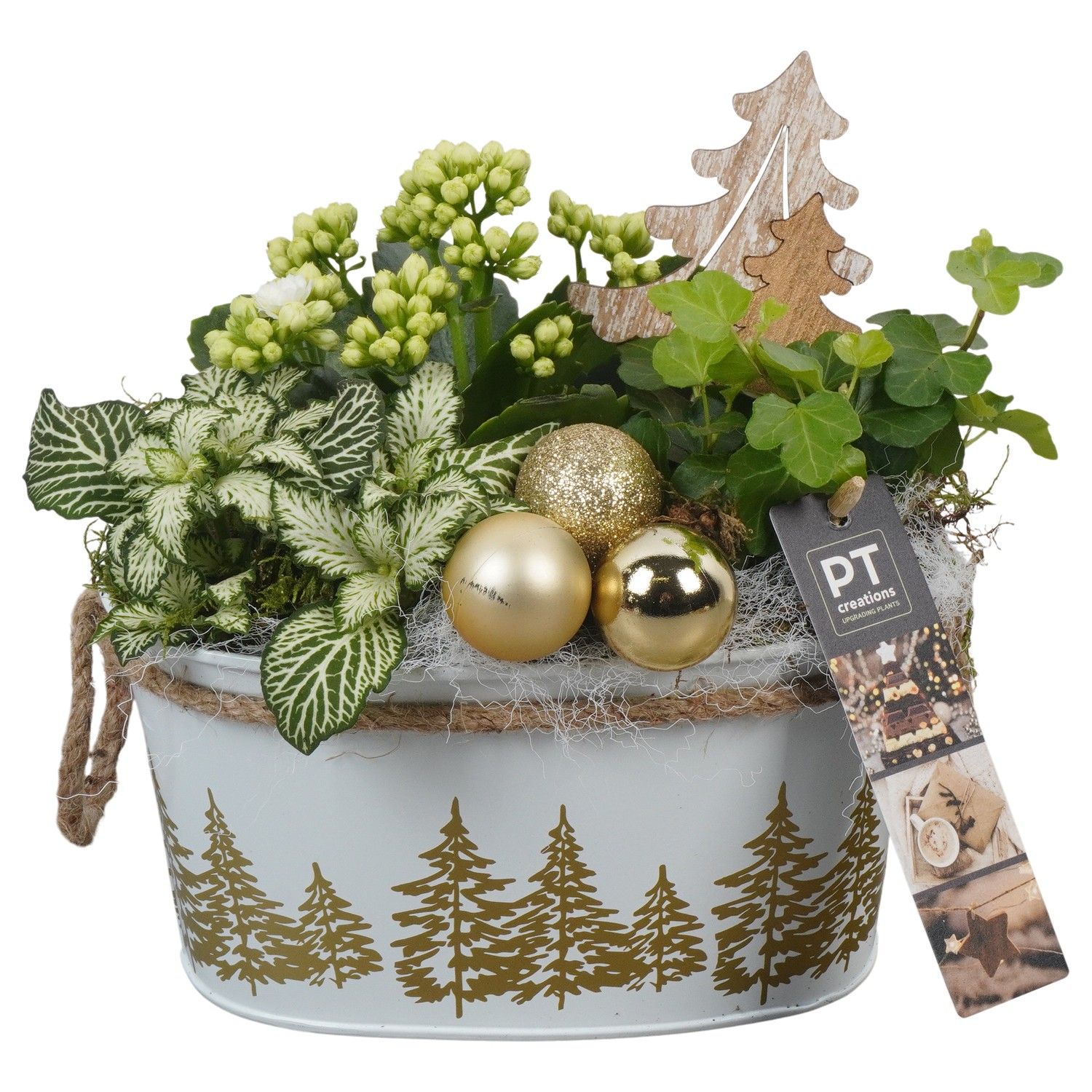 PTCHG5657 Arrangement Christmas Gold in metaal pot, D 18 cm