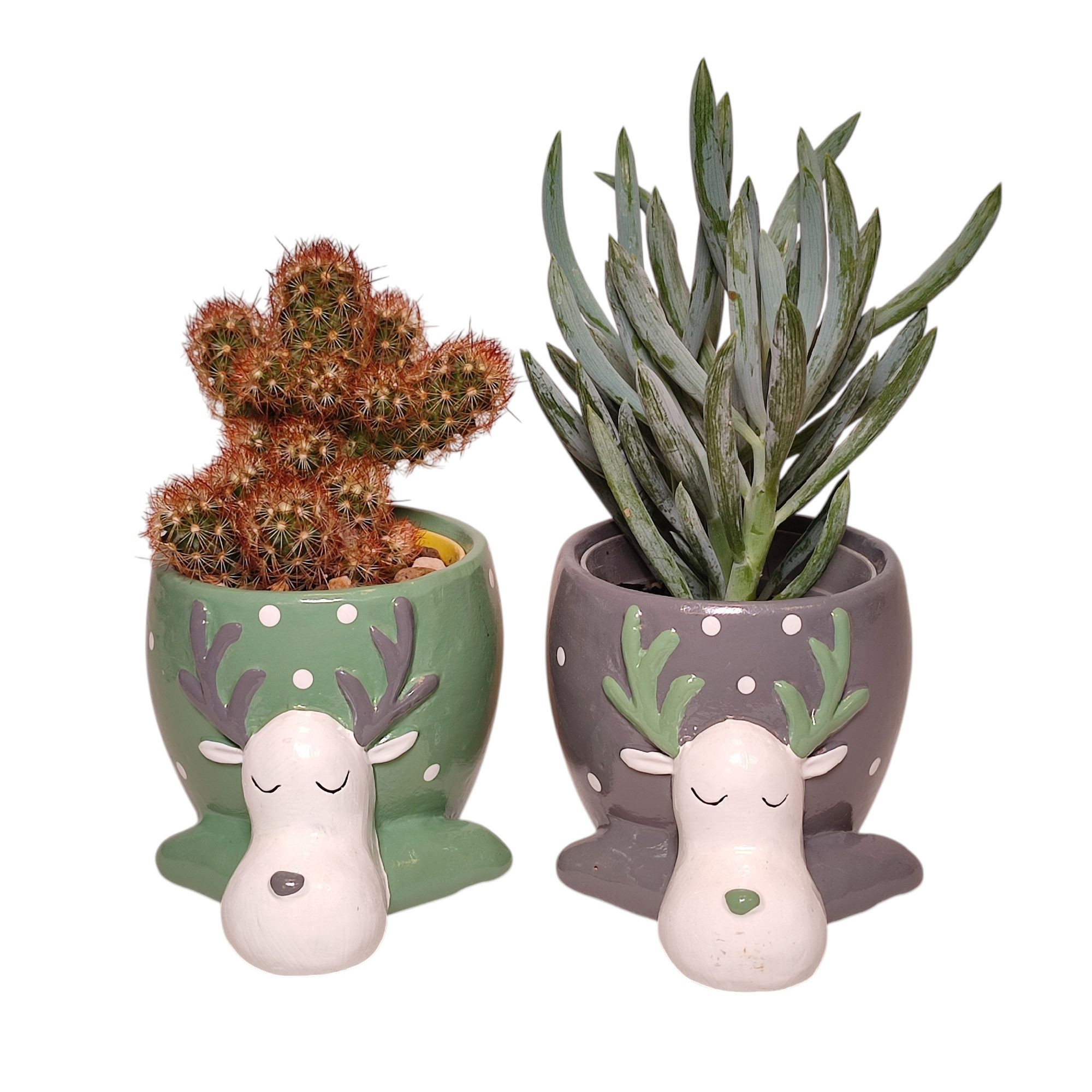 CACTUS AND SUCCULENT MIX ON REINDEER CERAMIC POT Ø 8 - TRAY 8 PCS, D 8