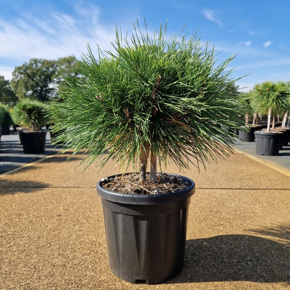 Pinus nigra 'Brepo'®, D 26 cm