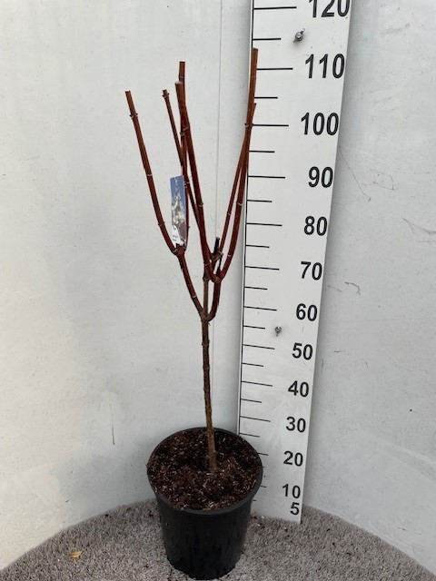 Hydrangea pan. Wim's Red 40-50 stam P28 C10, D 28