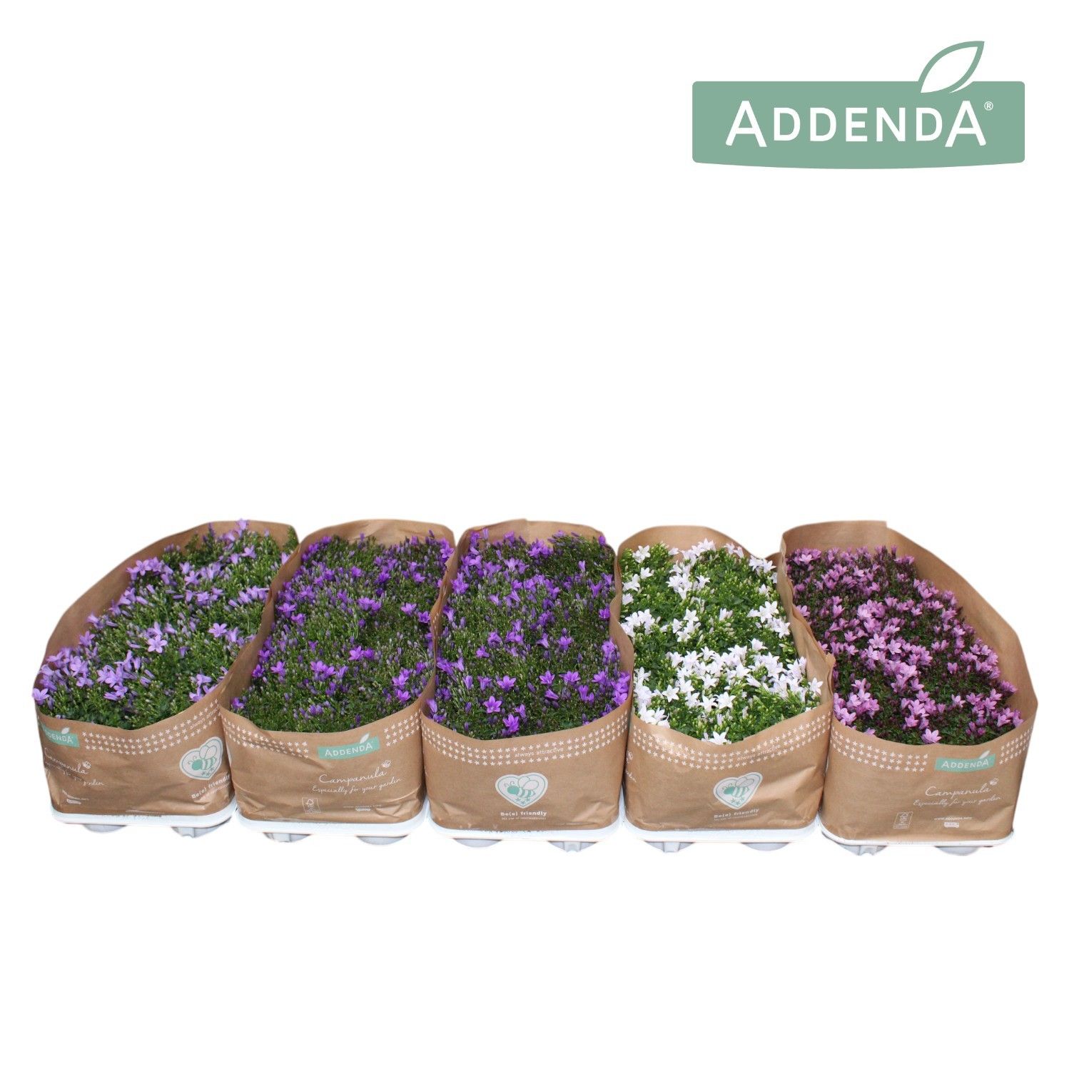 Campanula Addenda® Mixlaag, D 10,5