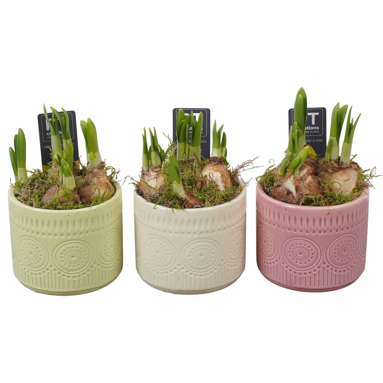 PTN8718 Arrangement Narcissus in keramiek pot, D 10