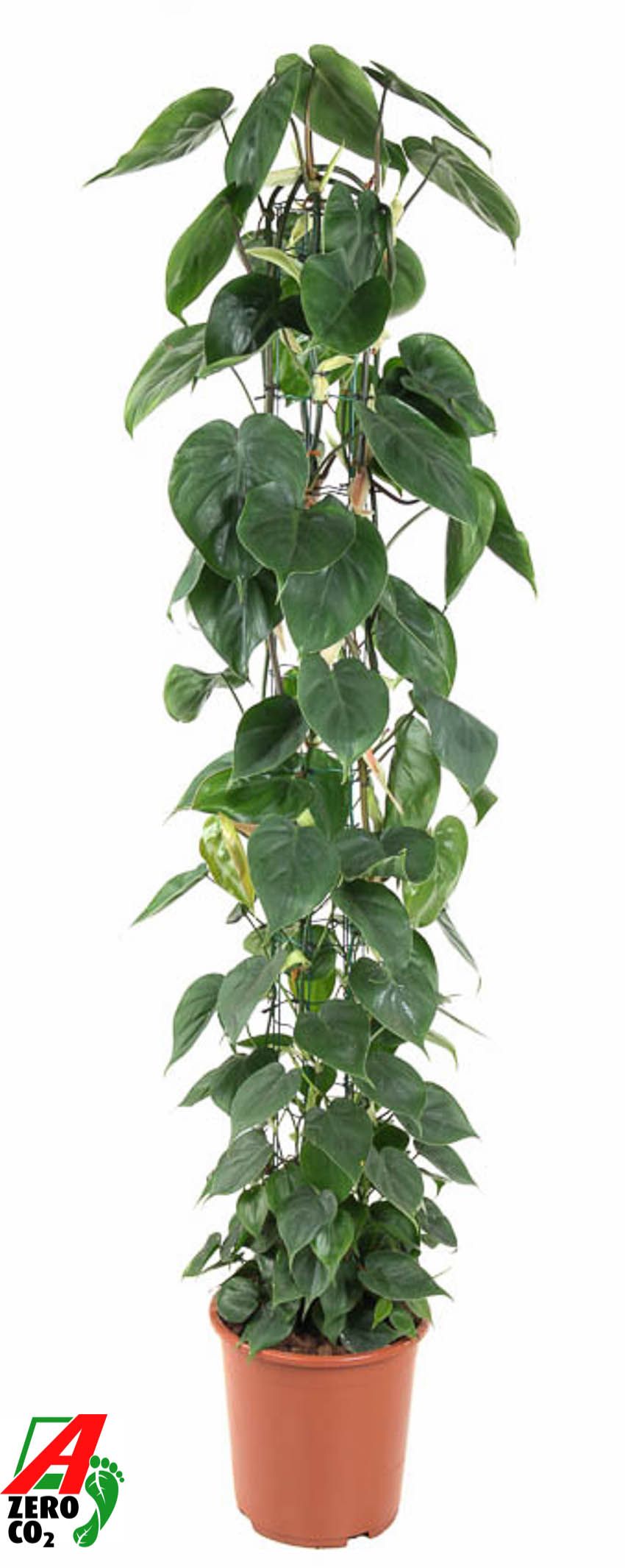 Philodendron Scandens zuil P27, D 27 cm Philodendron Scandens zuil P27, D 27 cm