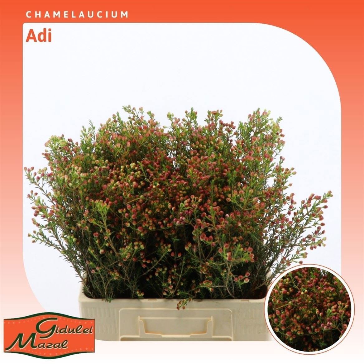 Шамелациум Ади 60, шт.