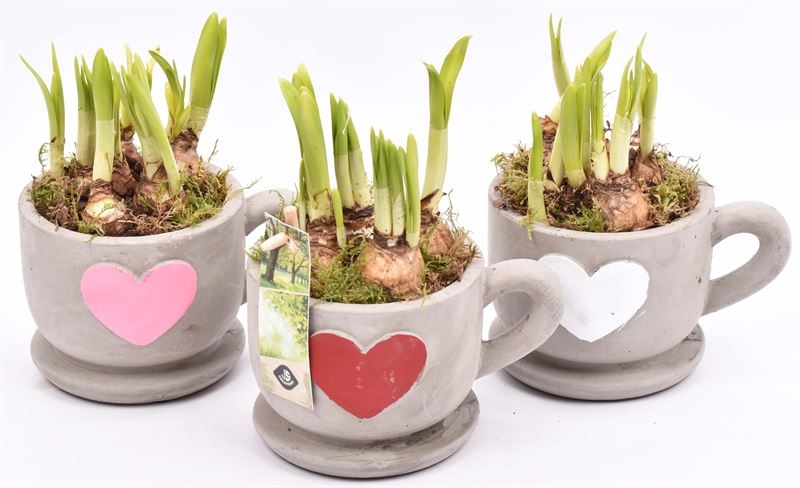 Cement kop/schotel met hart 13cm, D 16