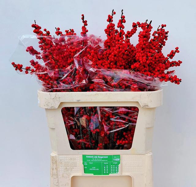 Илекс Красные ягоды 80, шт.