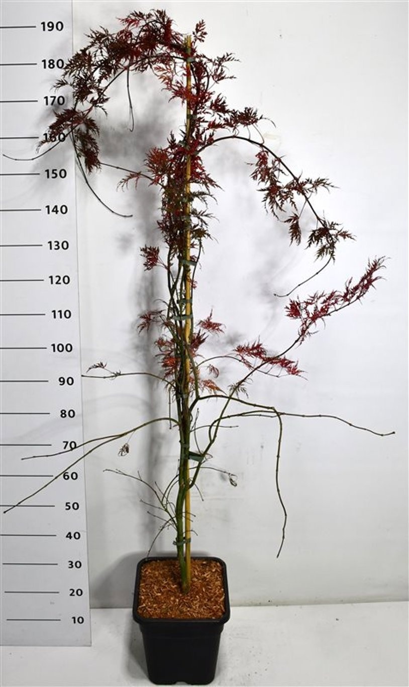 Acer pal. 'Inaba-shidare', D 32