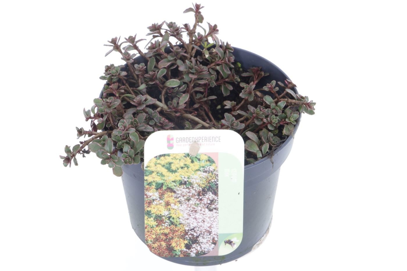 Sedum spurium Tricolor, D 13