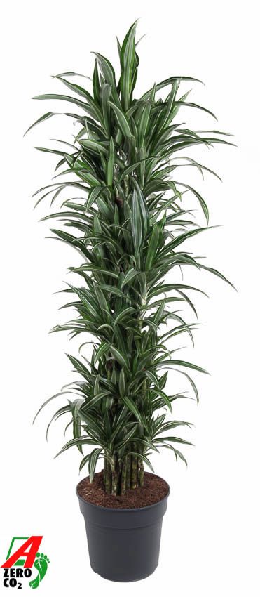 Dracaena Ulises vertakt P34, D 34