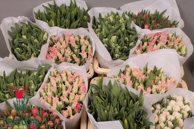 Тюльпан од. Микс, шт.