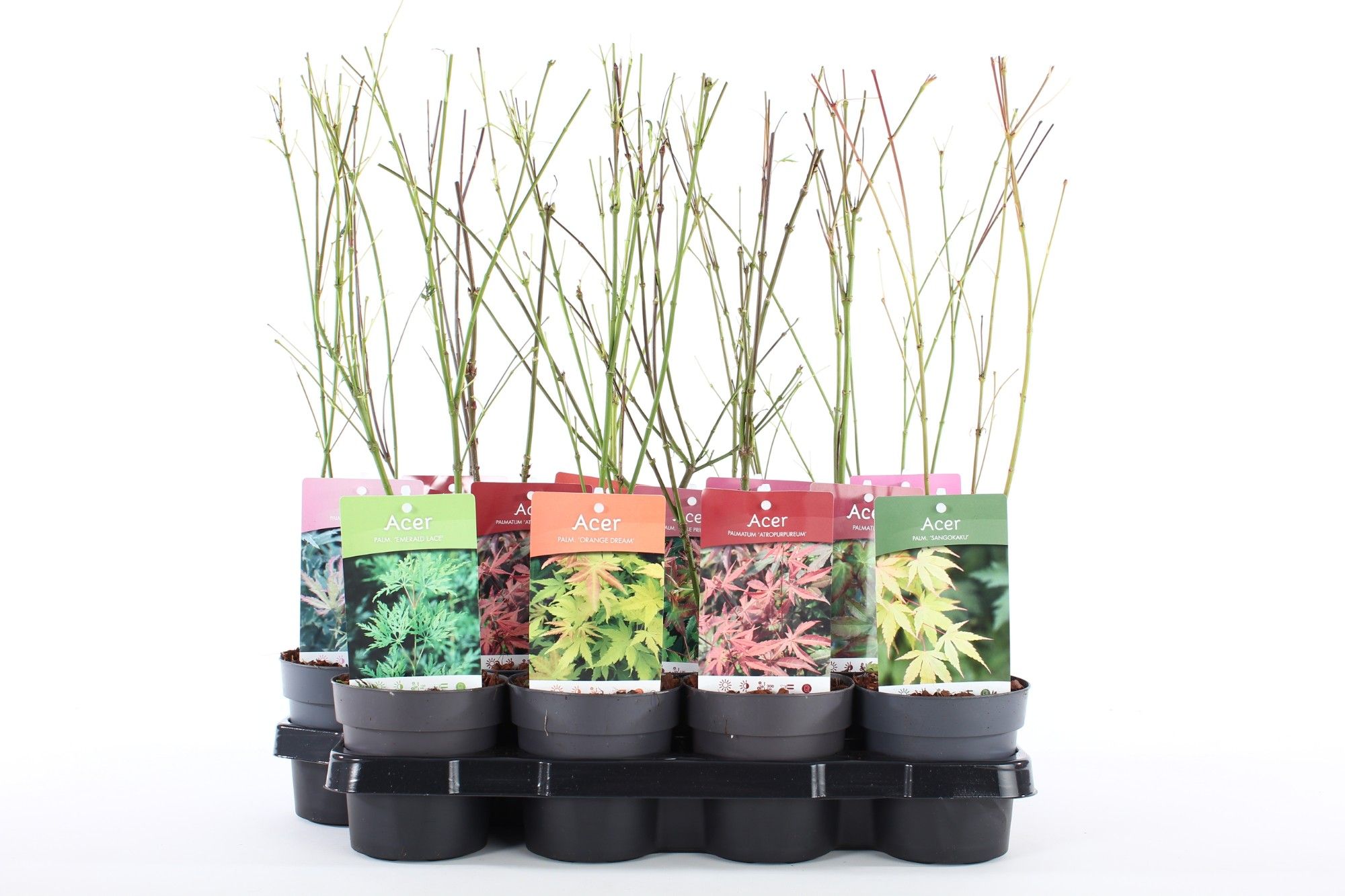 Acer palm. mix P10.5, D 10