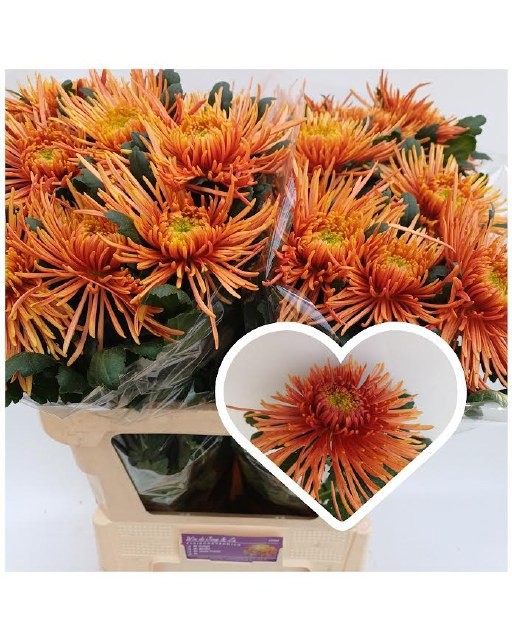 Хризантема од. Спайдер Кювре 80, шт.