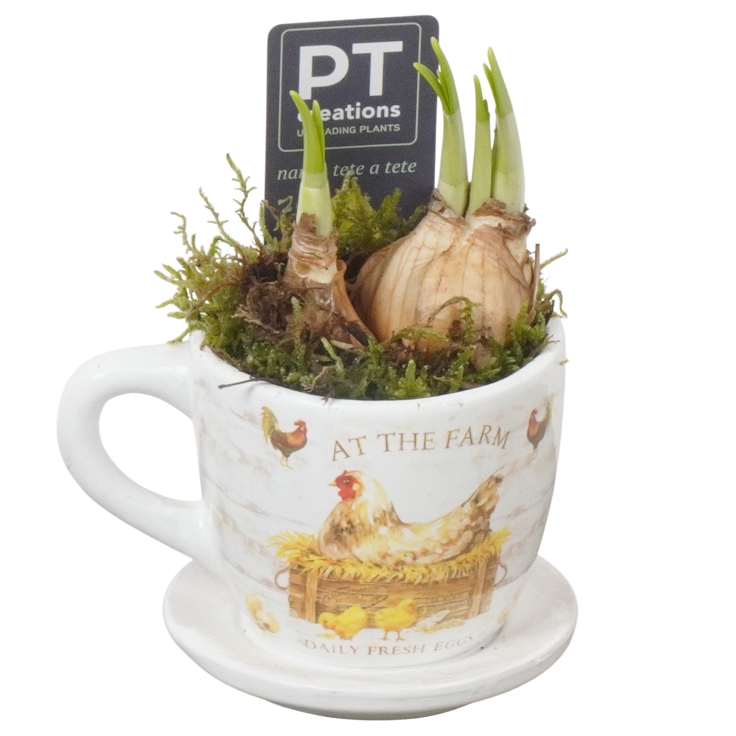 PTNP4503 Arrangement Narcissus Easter in keramiek kop en schotel, D 8