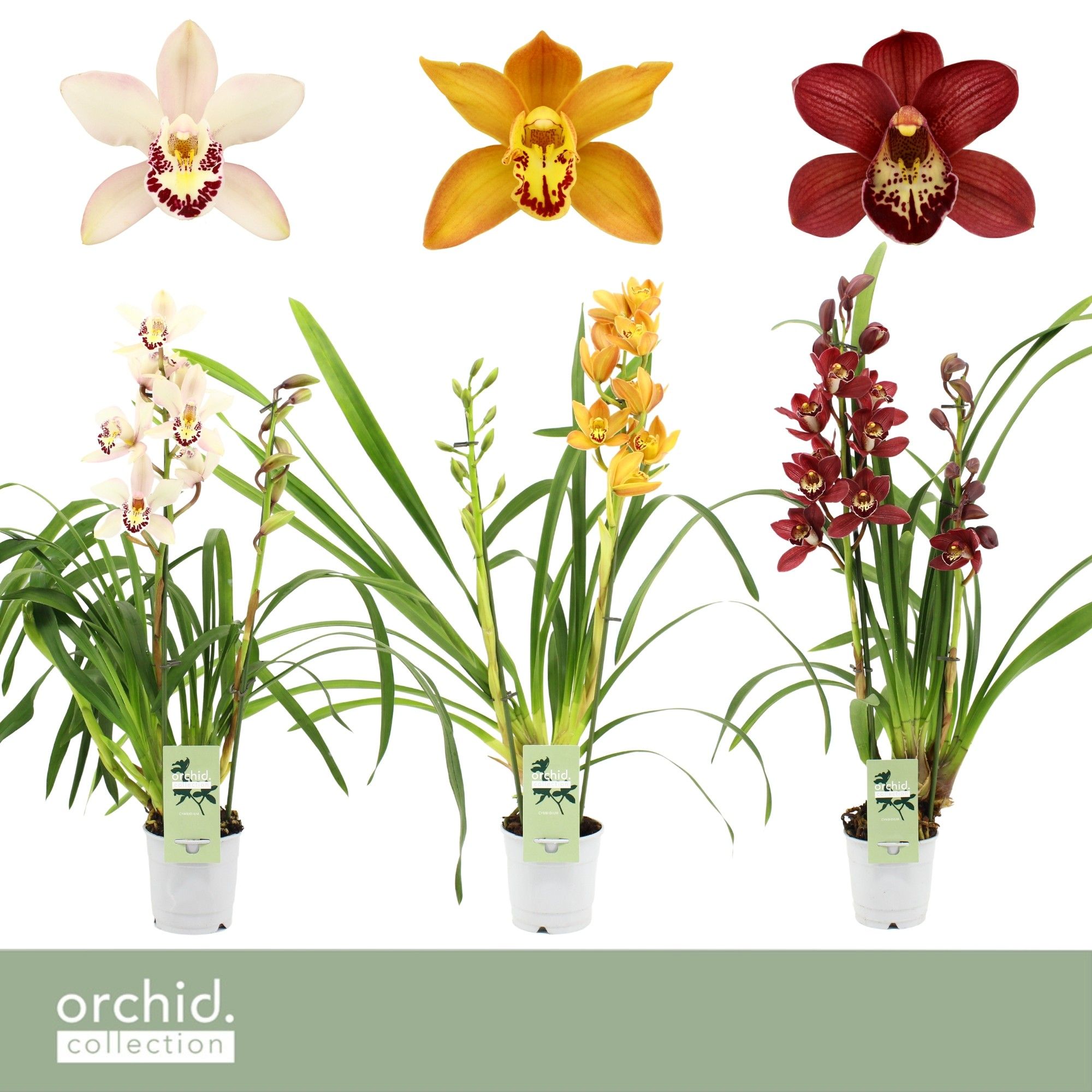 Cymbidium, Mix 2-spike 'Orchid Collection', D 12 cm