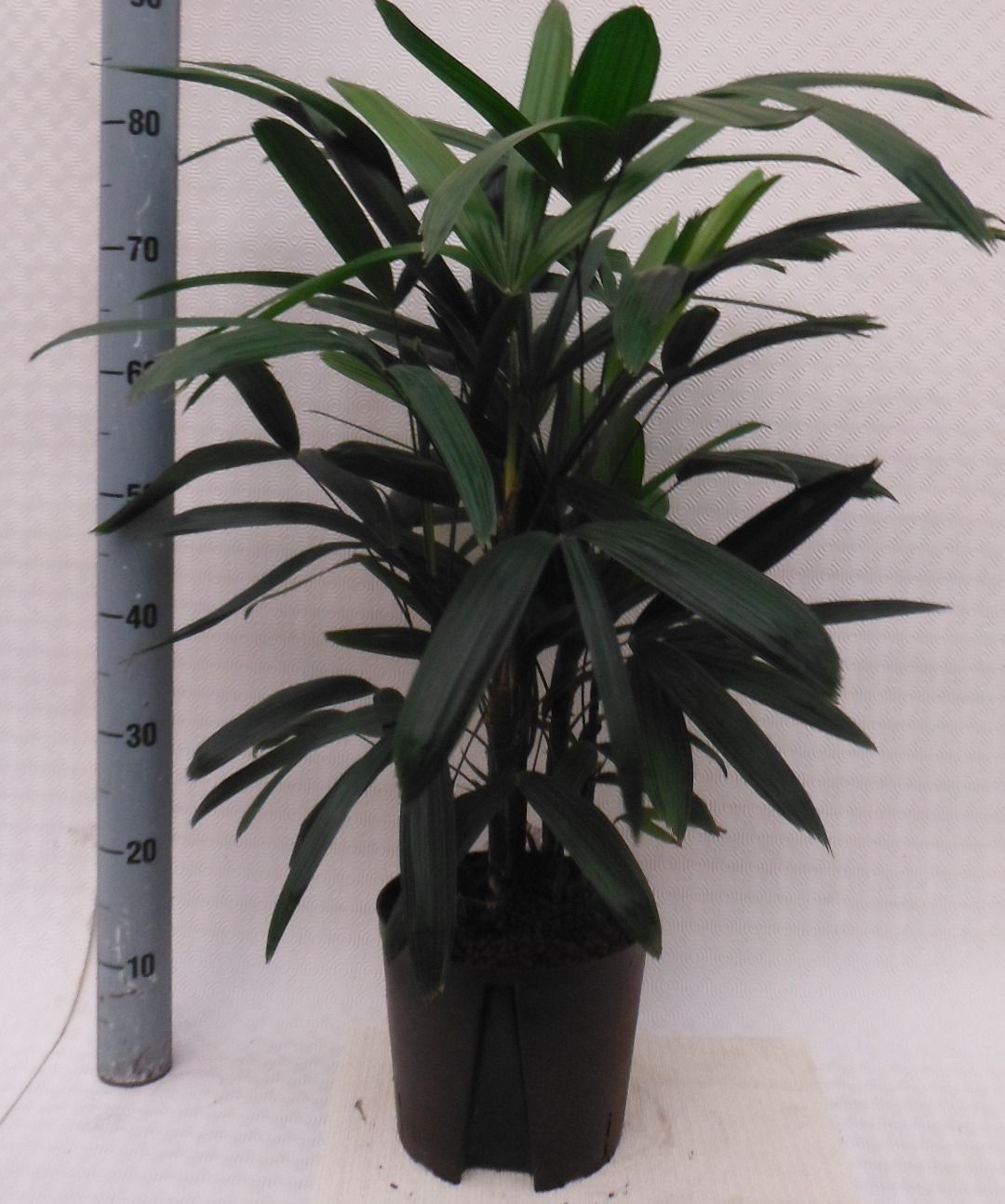 Rhapis excelsa hy, D 18