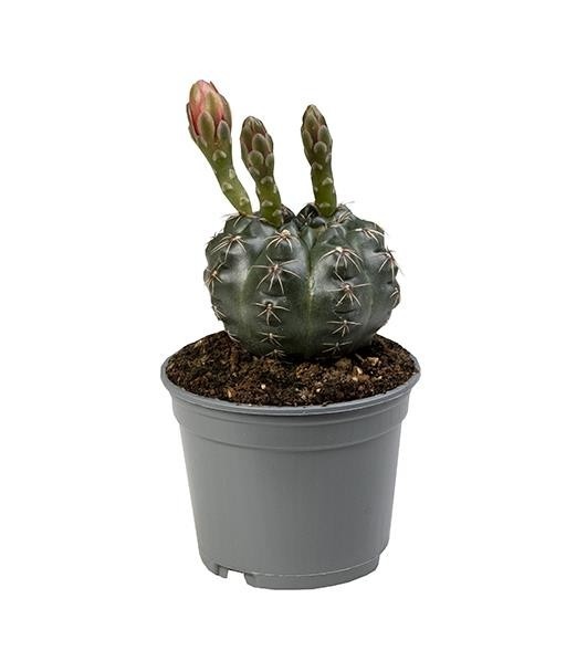 GYMNOCALYCIUM BALDIANUM, D 9