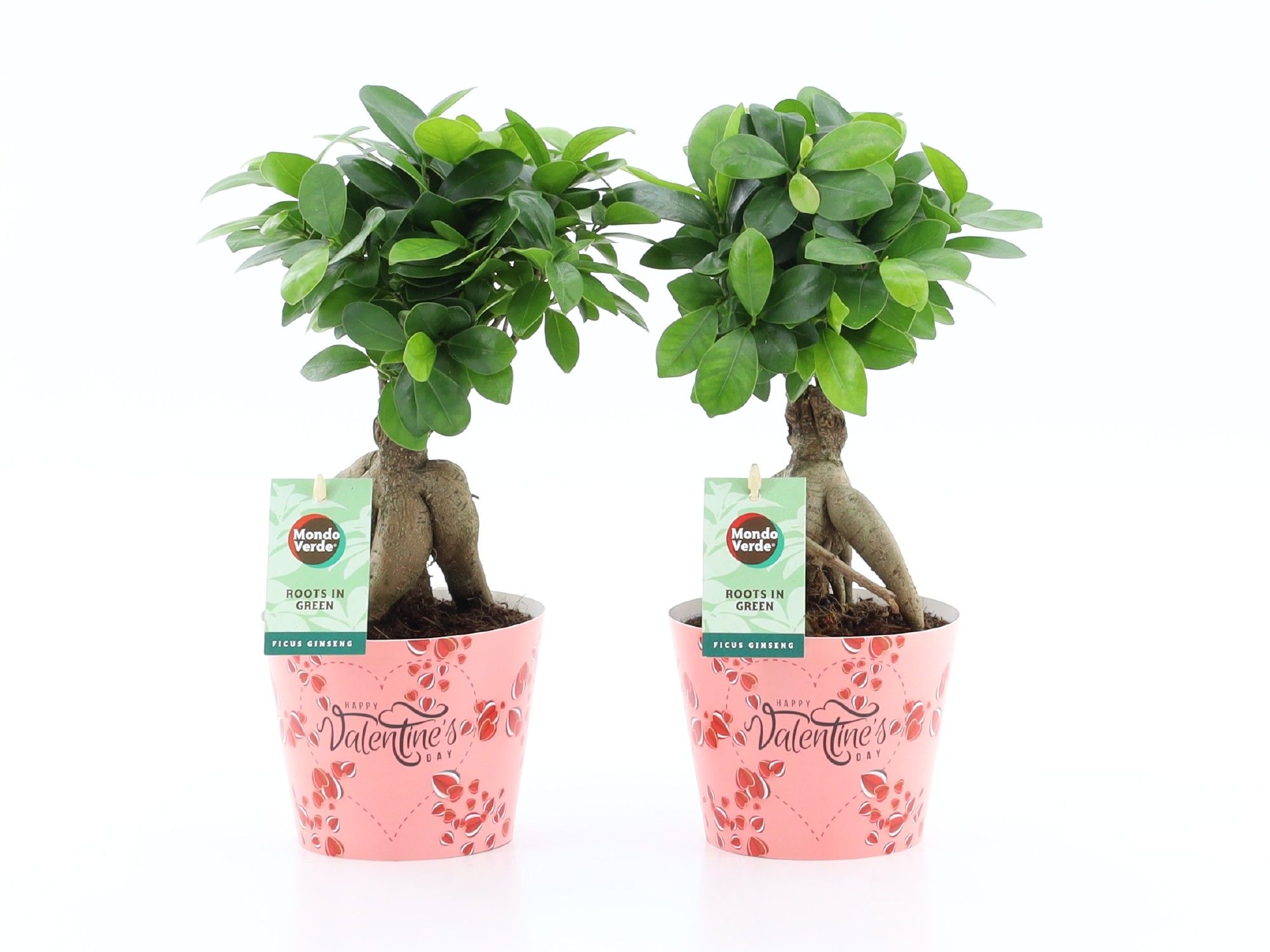 Ficus micr. Ginseng in Potcover Valentine, D 12