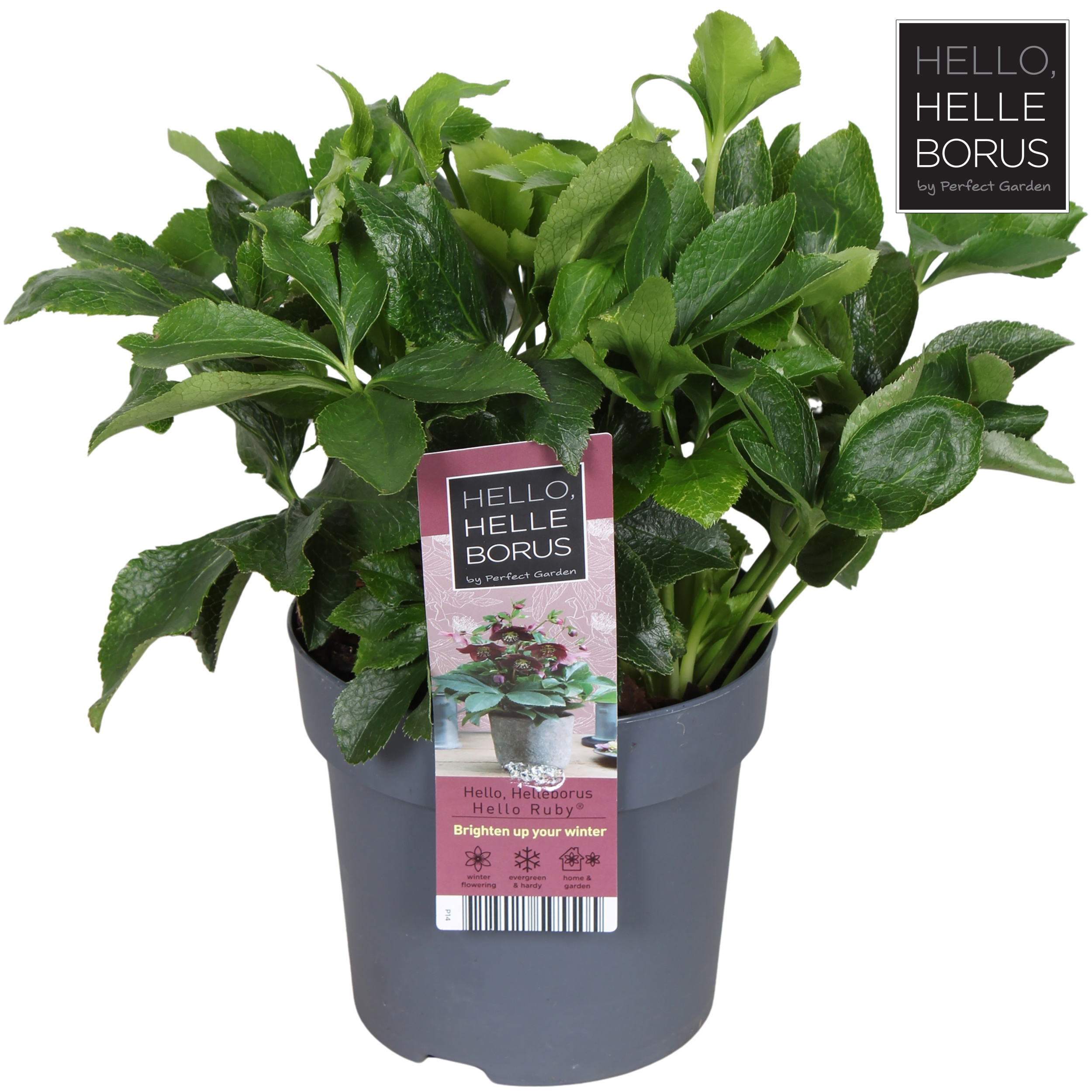 Helleborus orientalis 'Hello Ruby'® P14, D 14 cm Helleborus orientalis 'Hello Ruby'® P14, D 14 cm