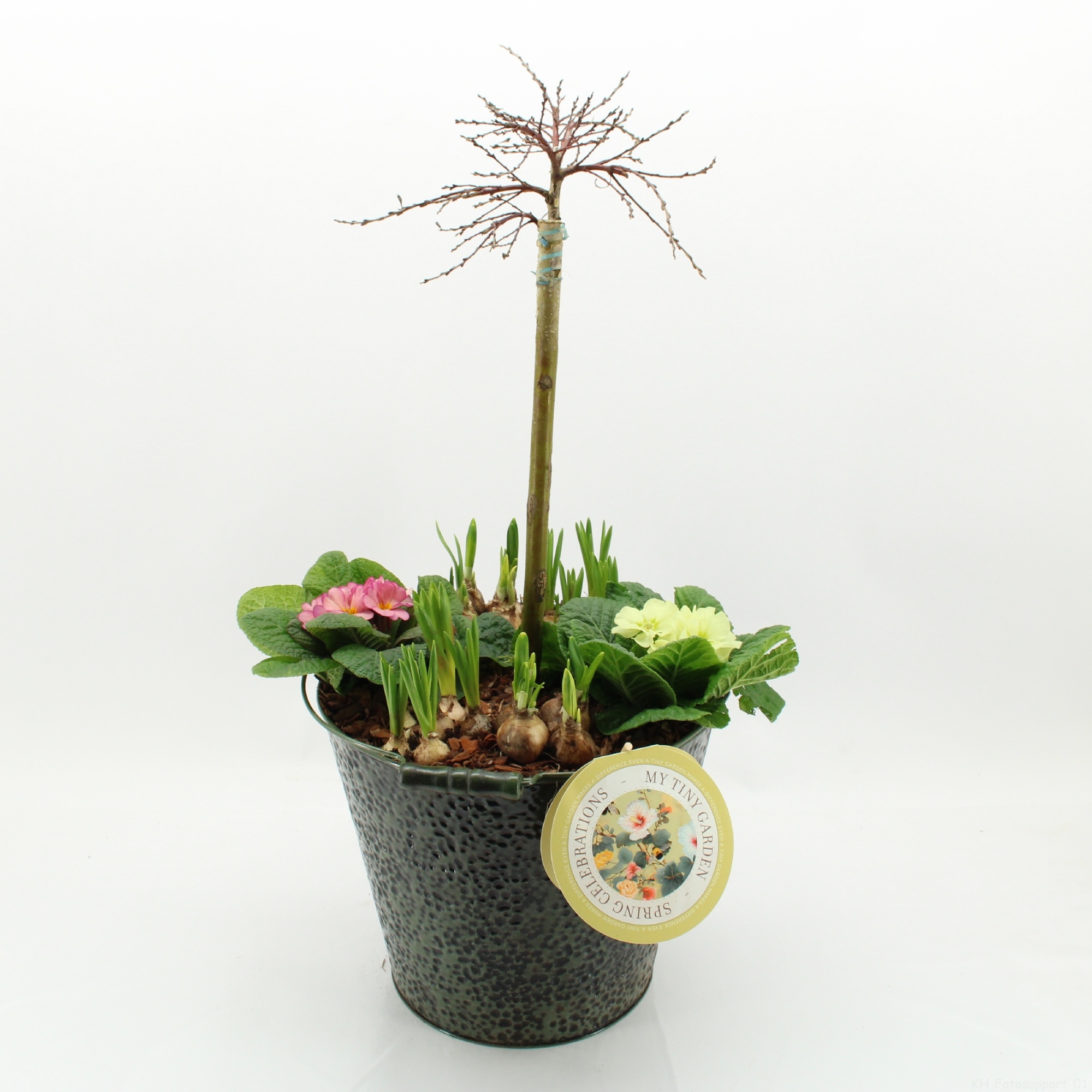 MTG-SA-07 My Tiny Garden Salix, D 30 cm