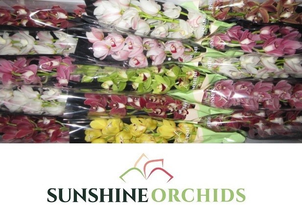 Цимбидиум мини Микс x15 50, шт.