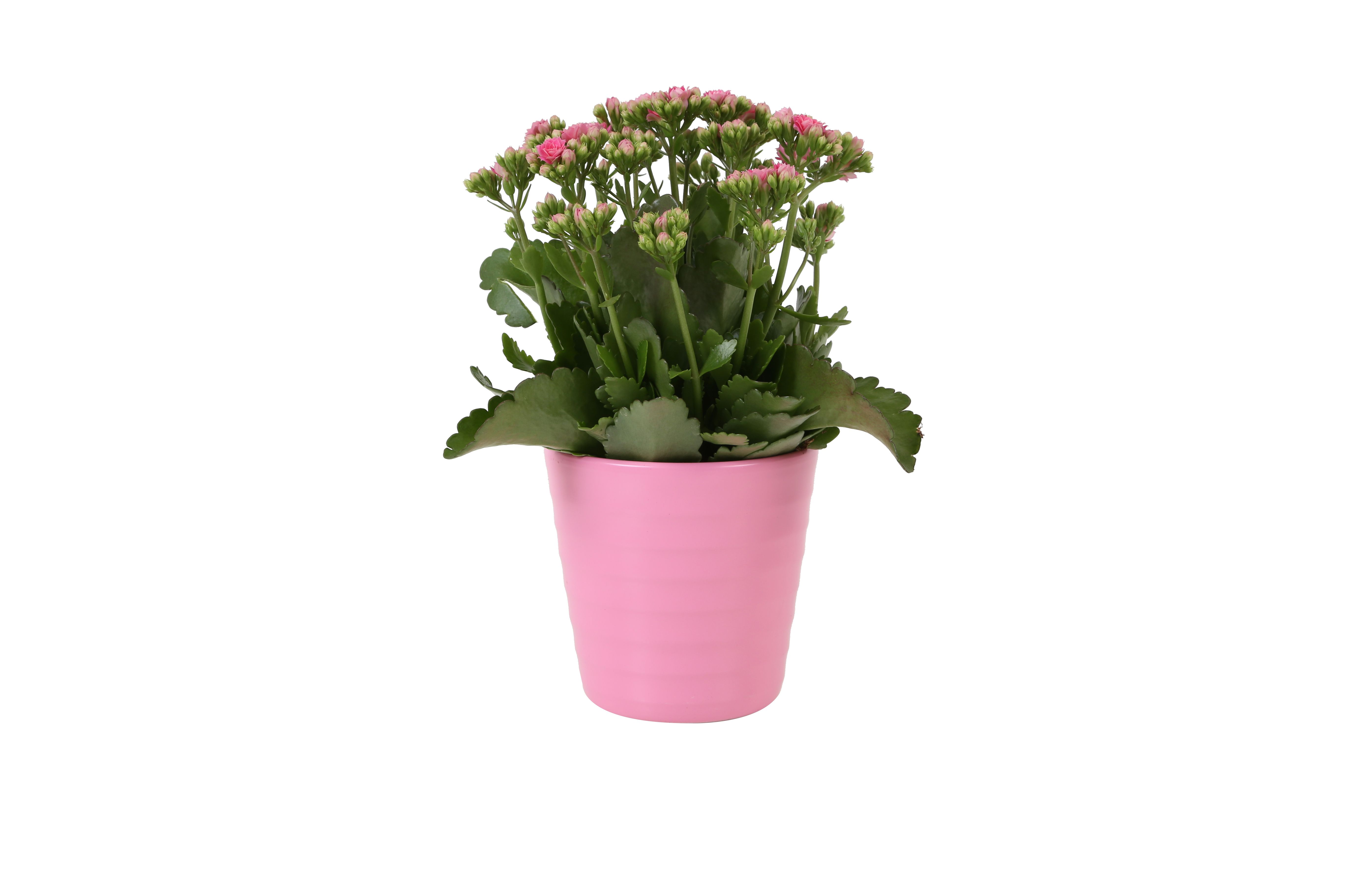 KP-809.1 RZ - Kalanchoe Rosalina 12cm roze in roze keramiek, D 12 cm KP-809.1 RZ - Kalanchoe Rosalina 12cm roze in roze keramiek, D 12 cm