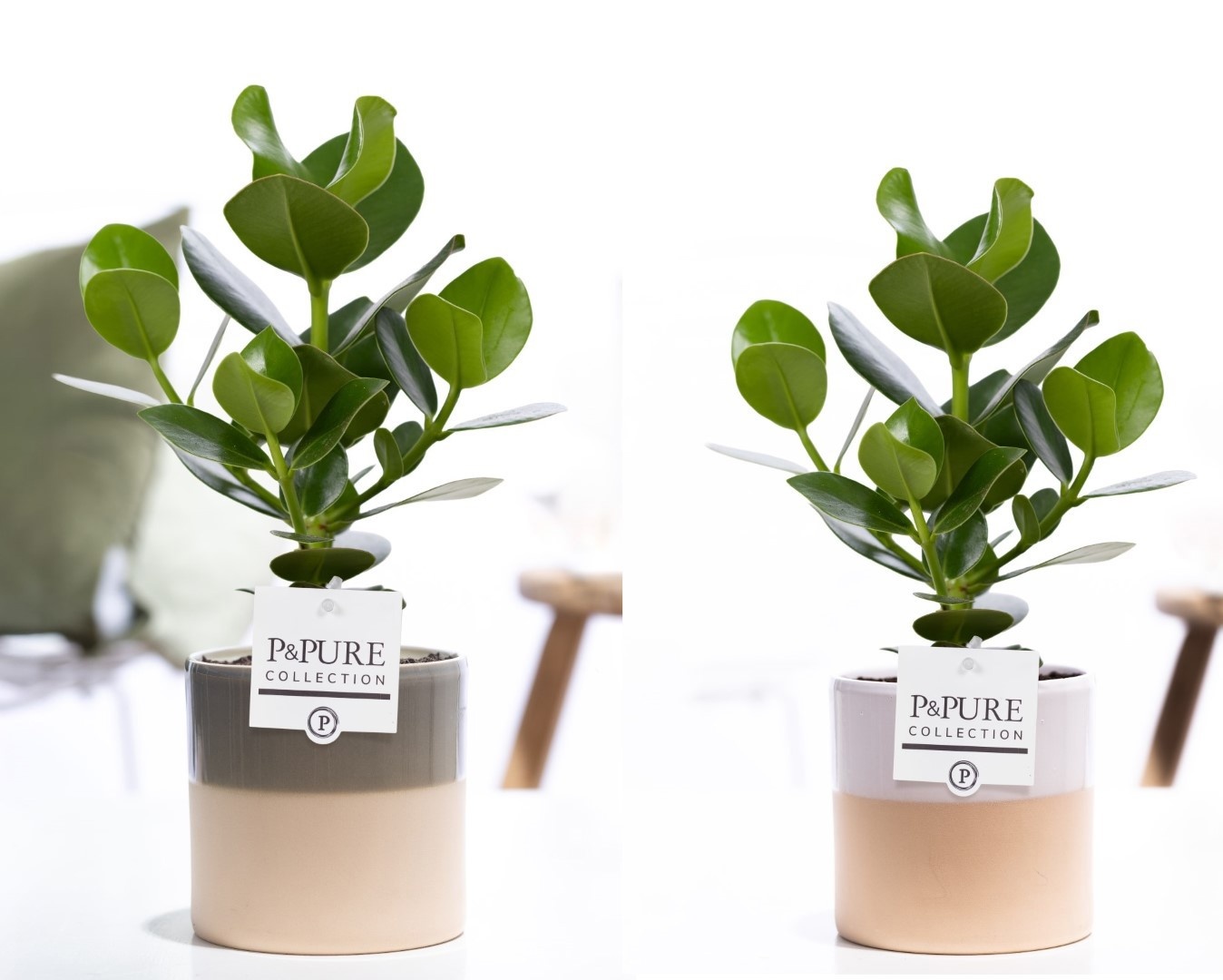 Clusia Rosea Princess in P&PURE Tess 2 cer. ass.3, D 12