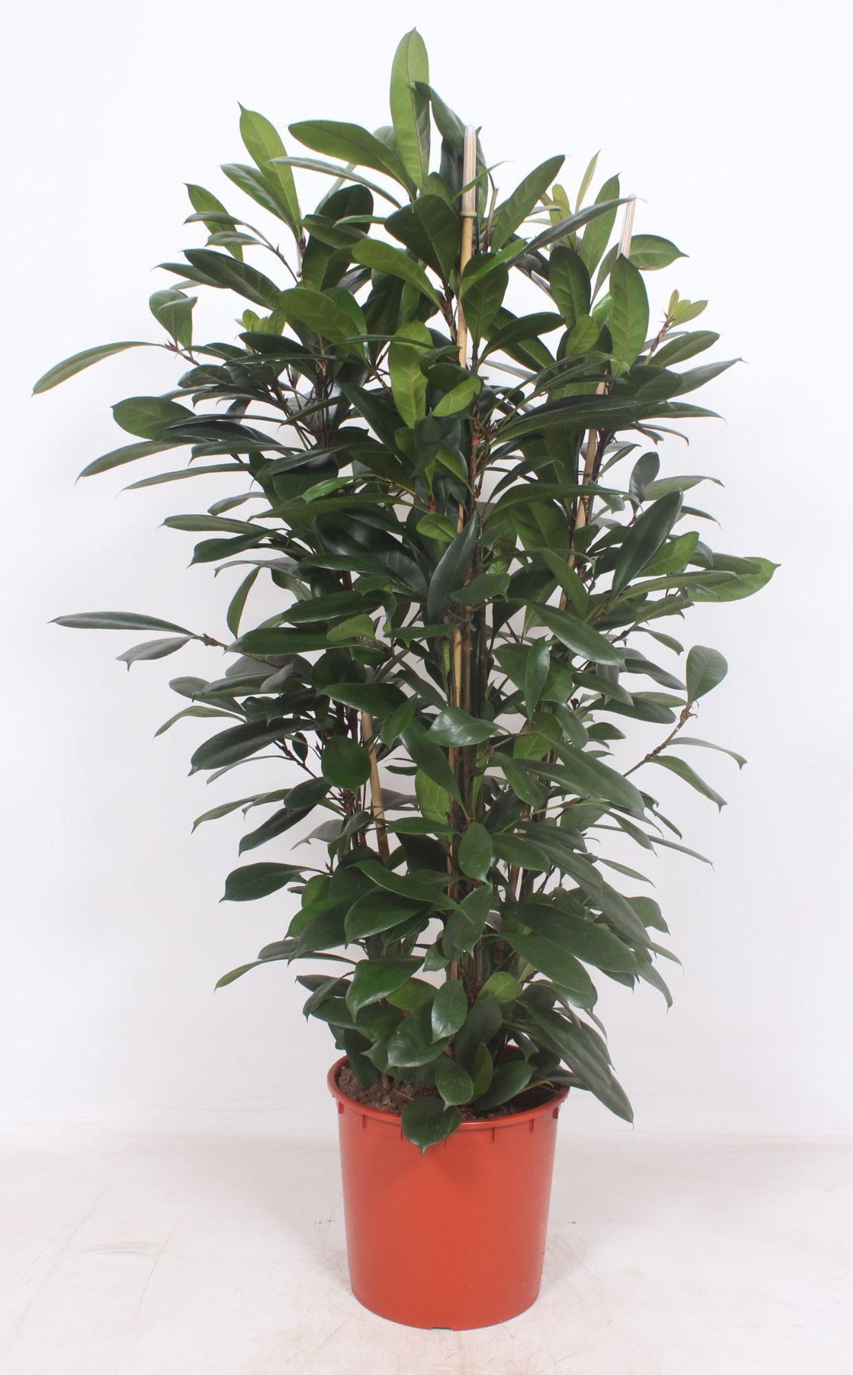 Ficus Cyathistipula 3pp, D 34