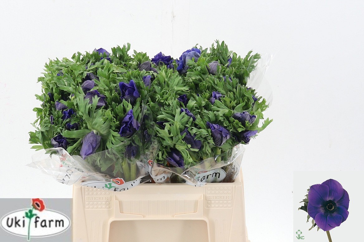 Анемон Галил Блю 35 (син.), шт.