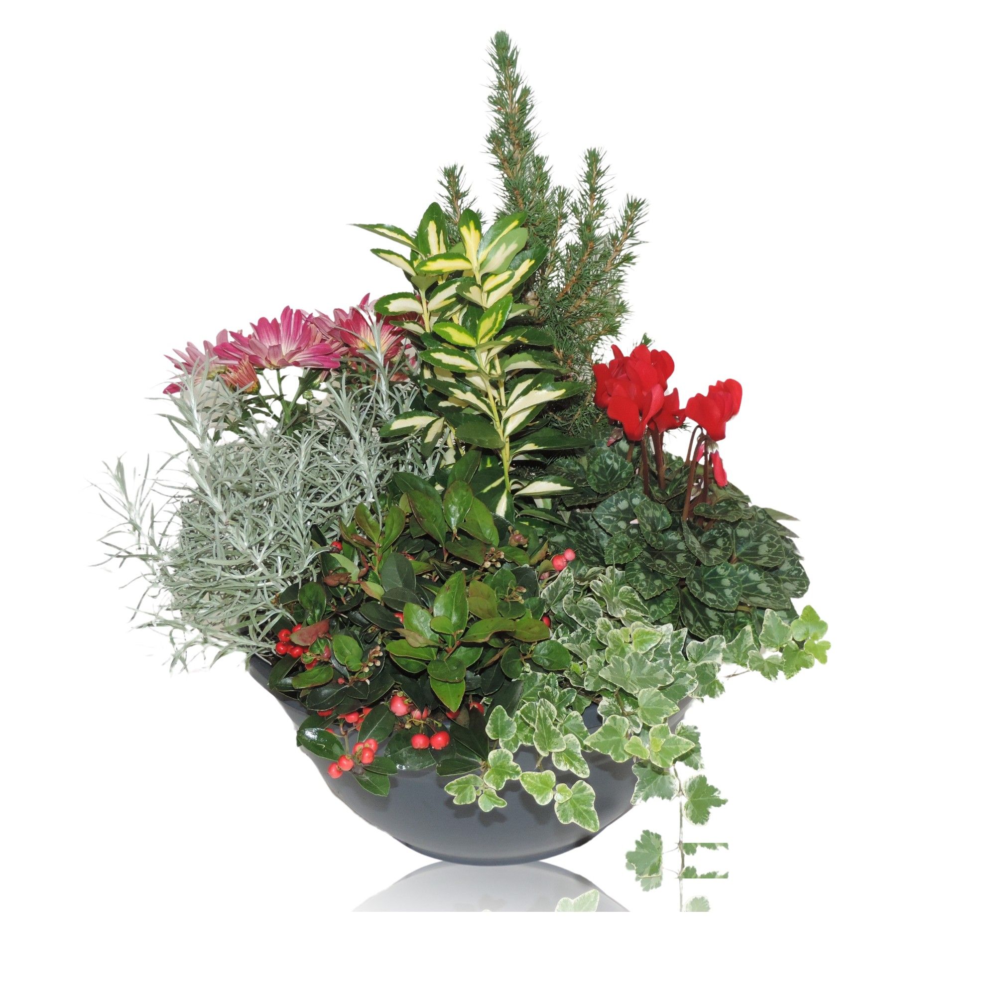 Arrangement Winter Classic in Bowl 33 cm, D 33