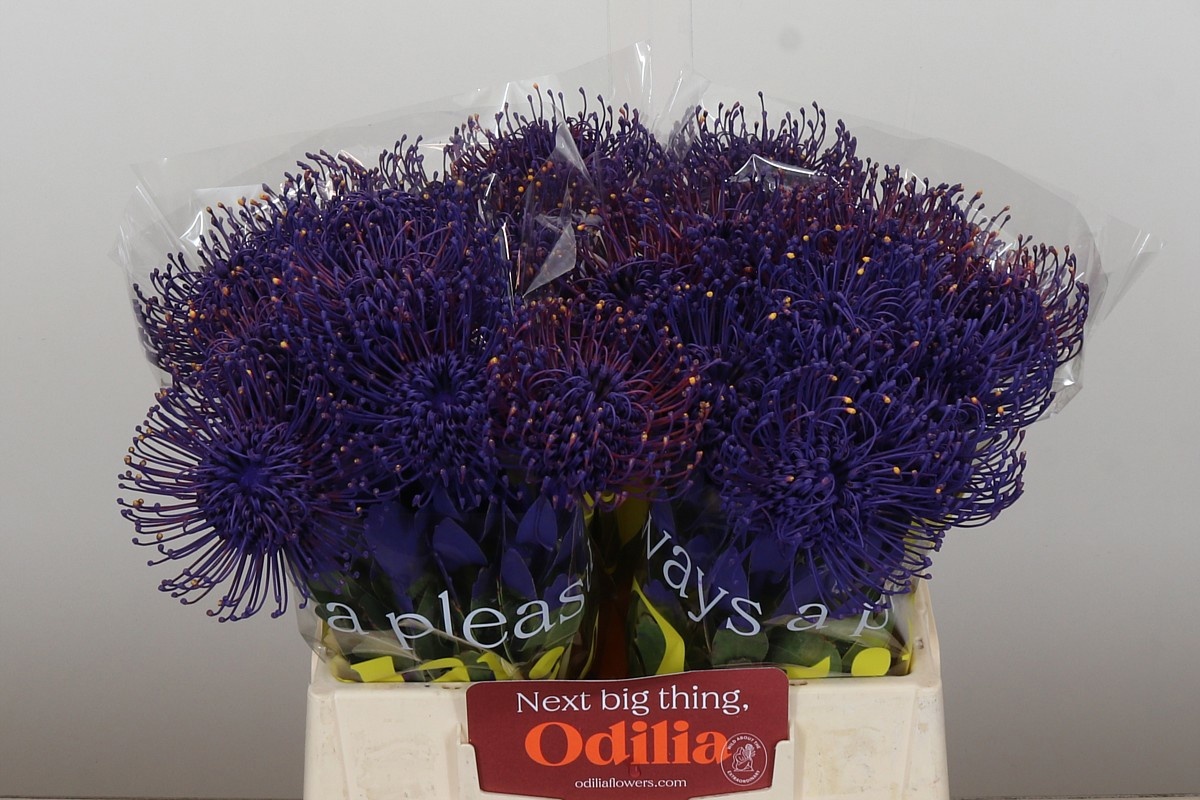 Нутанс Наоми Крашеный (краш. ) 40, шт.