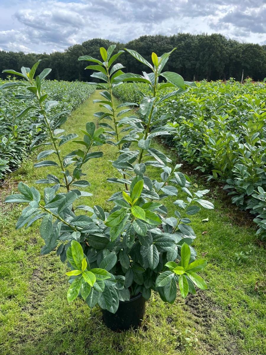 Prunus l. 'Novita', D 34