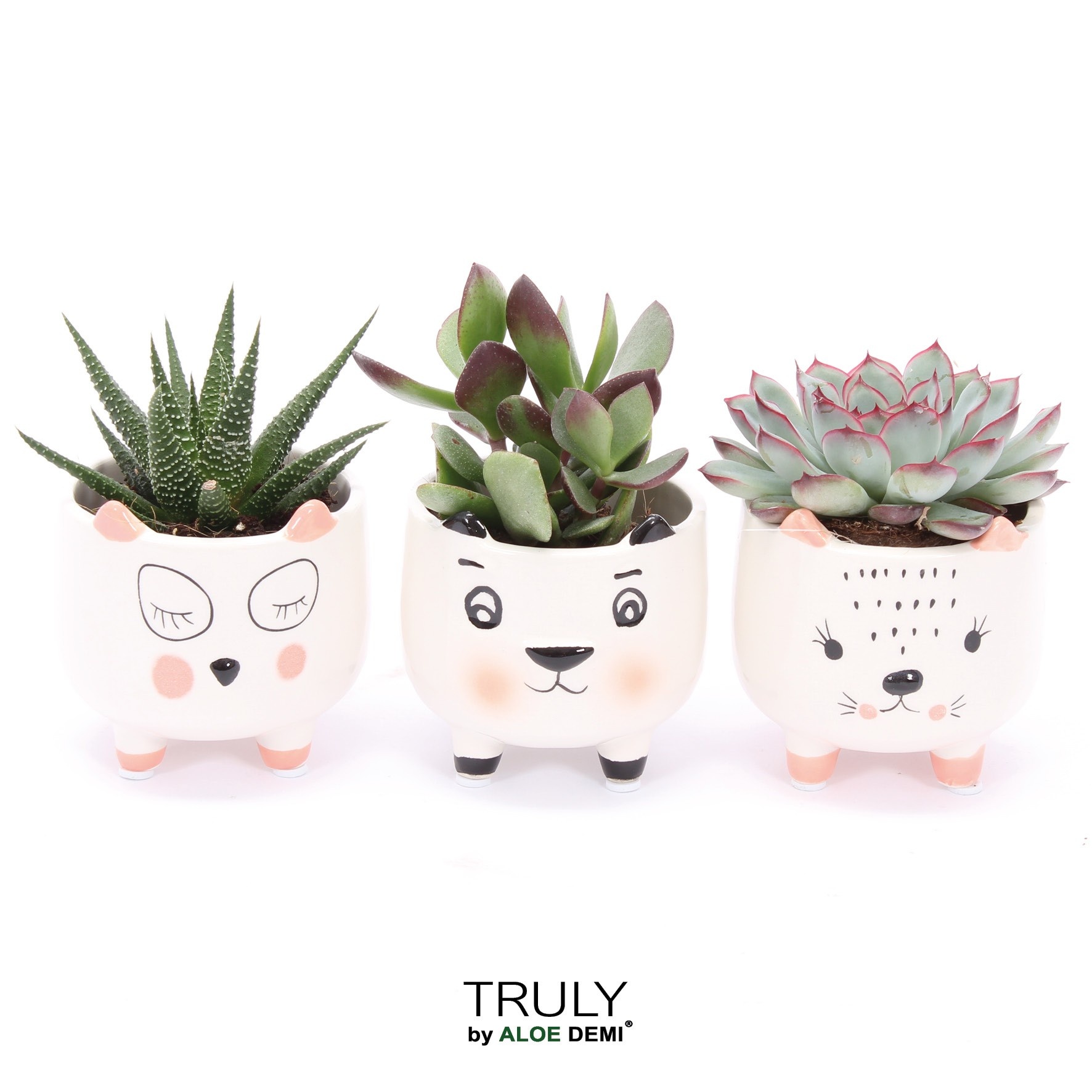 TRULY Succulent, Animal White, D 7