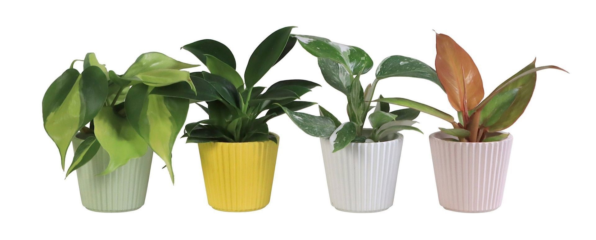 L 65920 with Philodendron Mix 6 cm, D 6