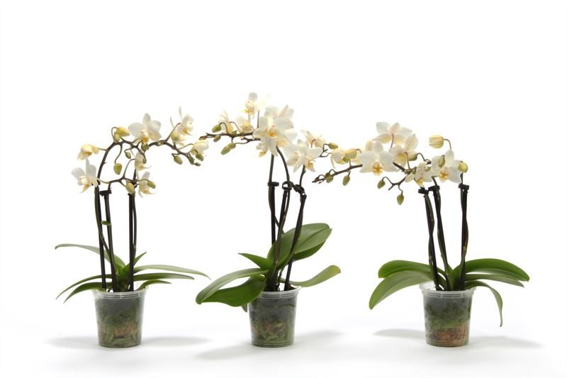 Phal p06 Tiny Dolls white 3T18+ zonder Aqu@, D 6