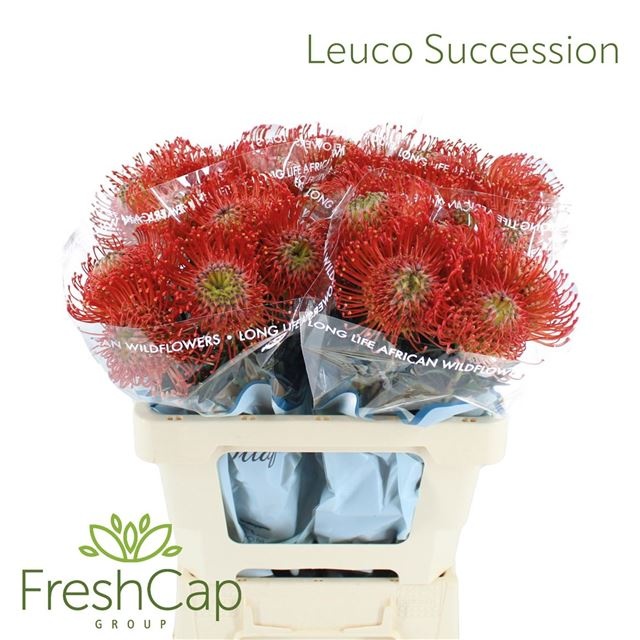 Нутанс Саксешн (оранж.) 60, шт.