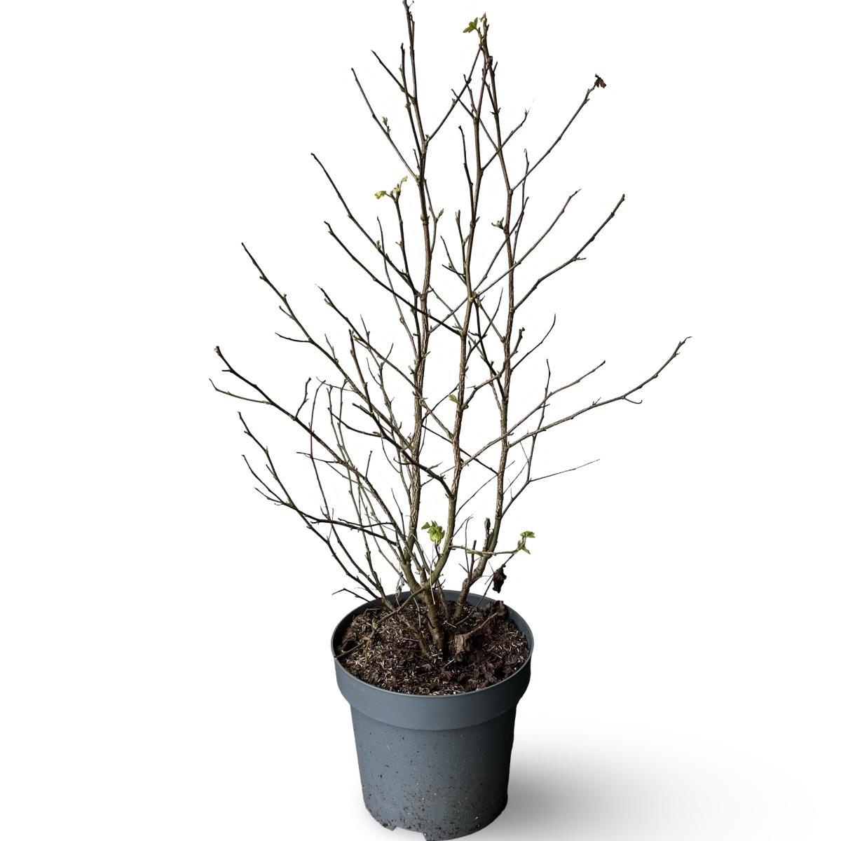 Liquidambar styraciflua, D 31