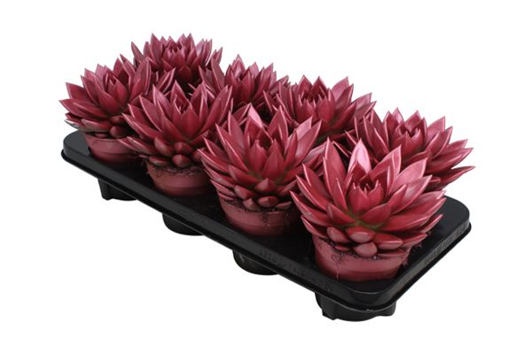 Miranda coloured metallic red, D 12