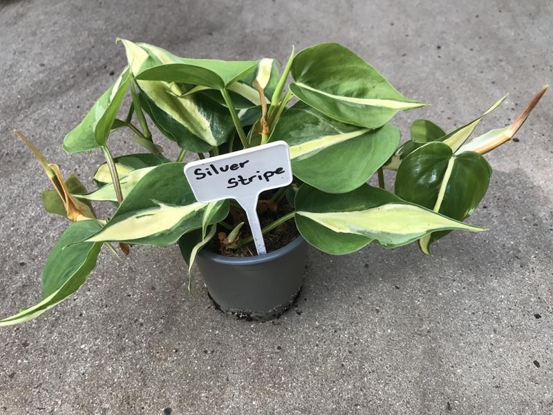 PHILODENDRON CORDATUM 'SILVER STRIPE', D 12 cm