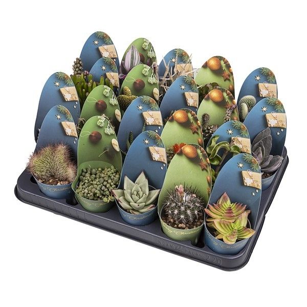 MIX CACTUS AND SUCCULENT Ø 6.5 WITH CHRISTMAS ROUNDED POTCOVER - GIFT SHAPE - TRAY 20 PCS, D 6,5
