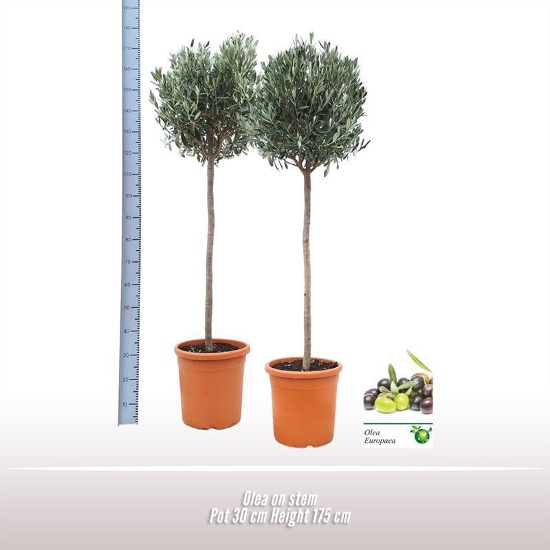 Olea op stam, D 30