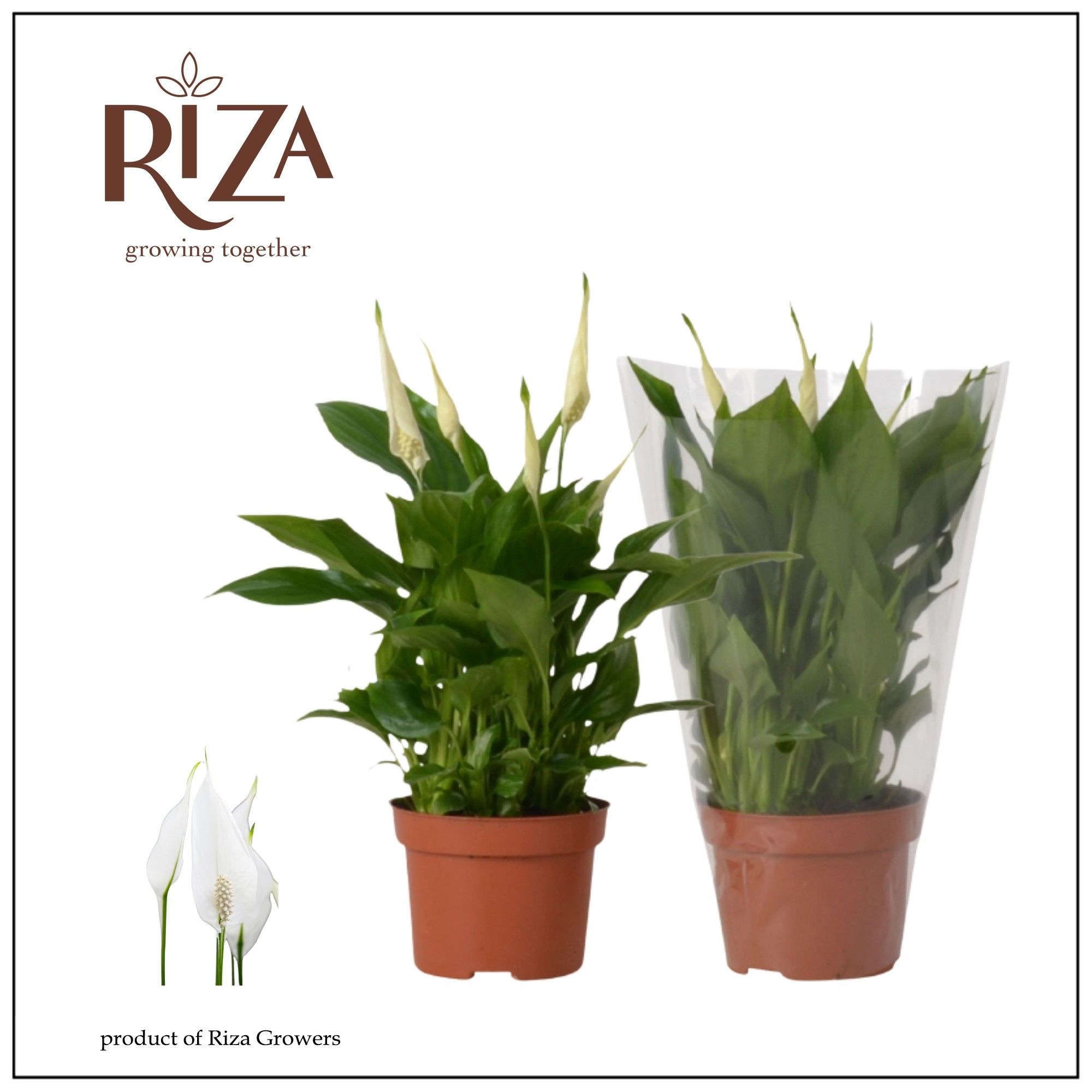 Spathiphyllum Rondo - 10,5 cm blanco hoes, D 10,5