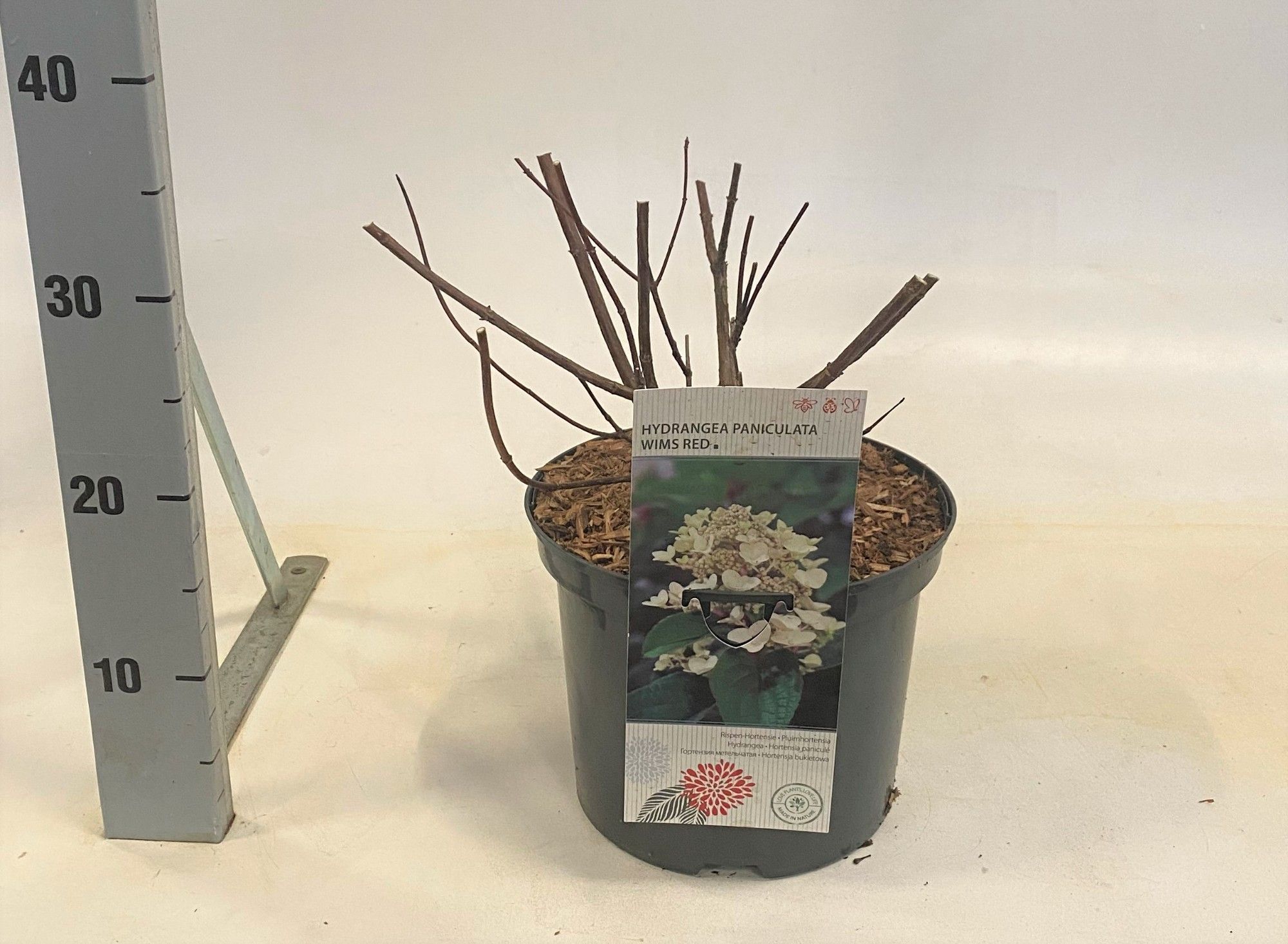 Hydrangea paniculata Wim´s Red, D 23