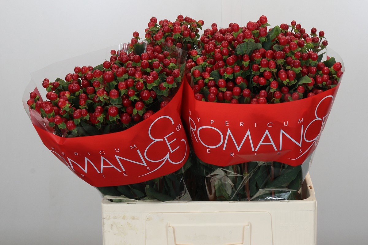 Гипперикум Рэд Лайт Романс 60, шт.