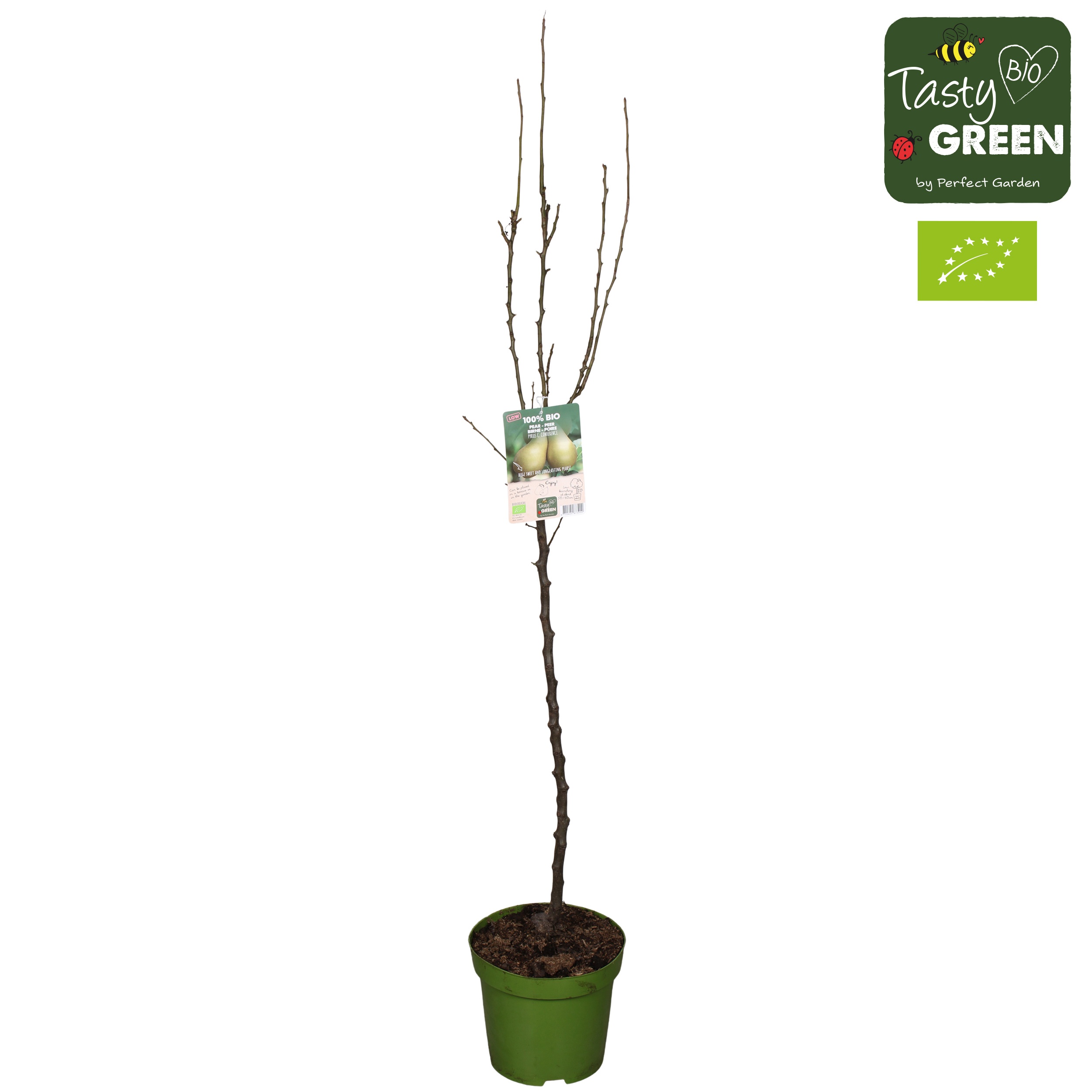 Pyrus communis Conference Bio P27 laagstam, D 27