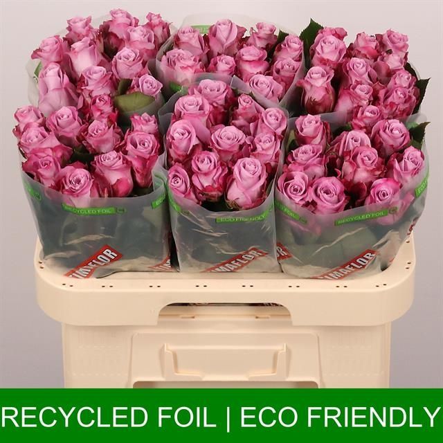 Роза од. Маритим 60, шт.