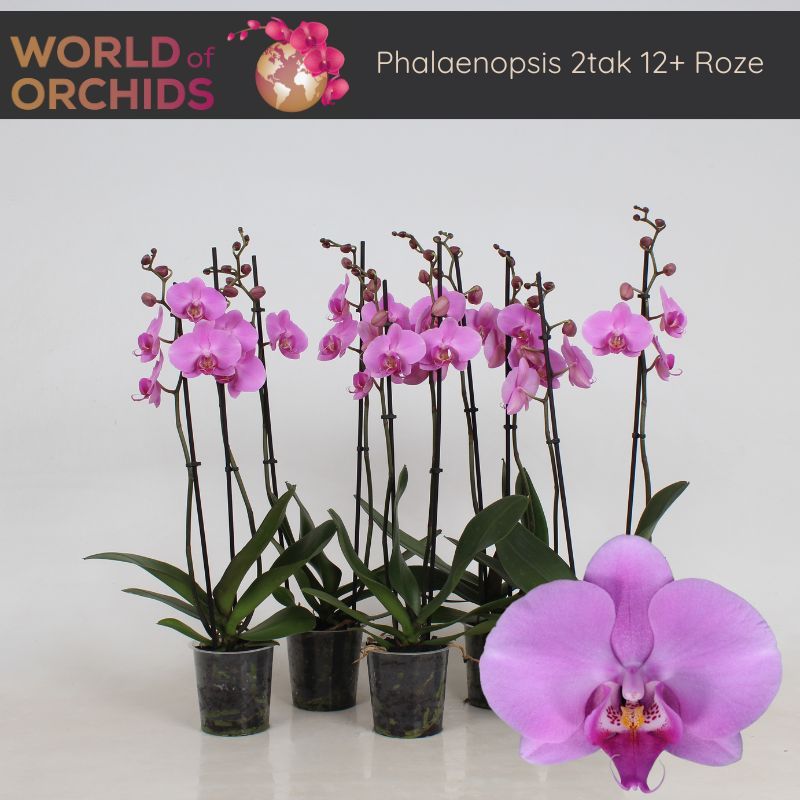 Phalaenopsis Roze 2 tak, 12+ Bloem, 60 cm, D 12