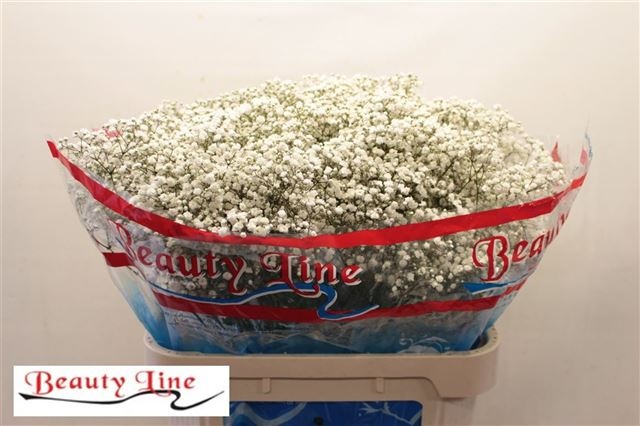 Гипсофила Бьюти Брайд 80, шт.