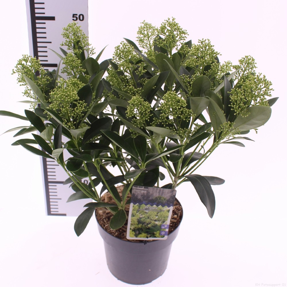 Skimmia jap. 'Finchy', D 19 cm