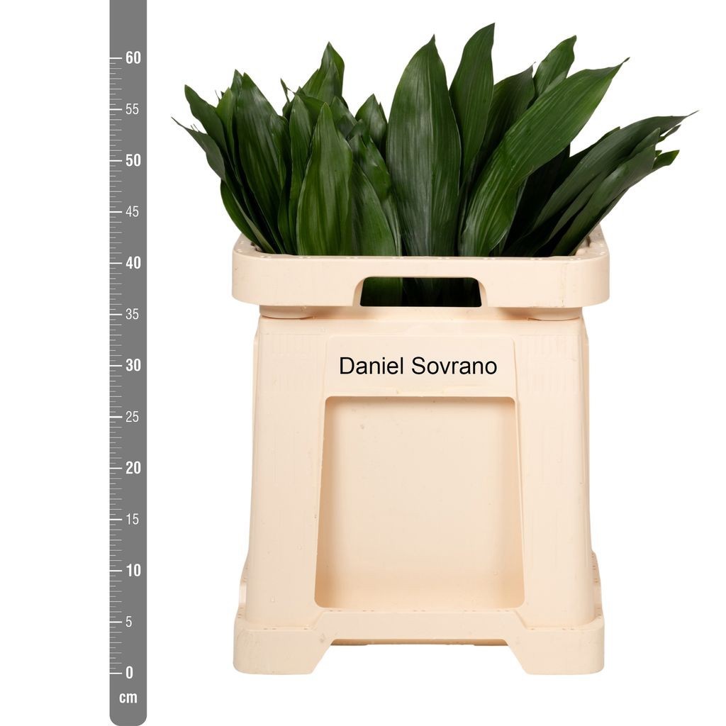 Аспидистра Элатиор 60 (зел.), шт.