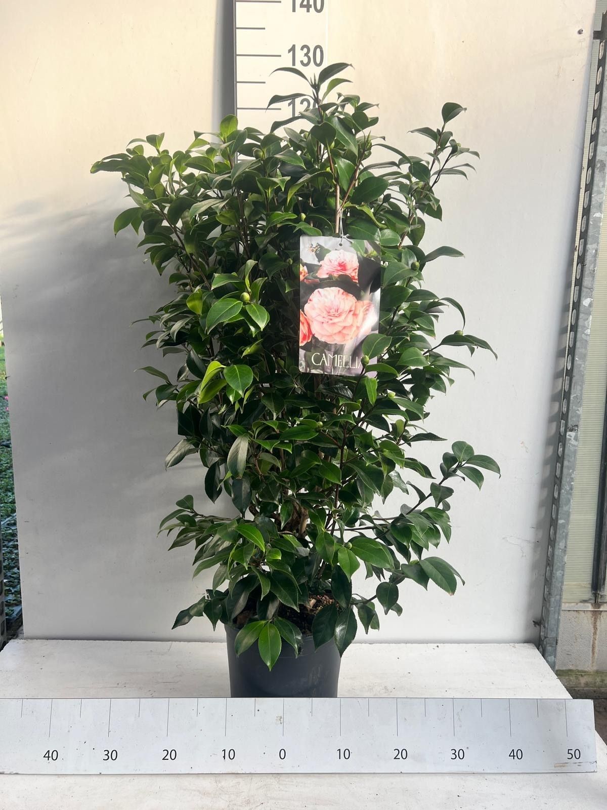 707 KVH : Pot 10 L Camellia in diverse kleuren, D 28